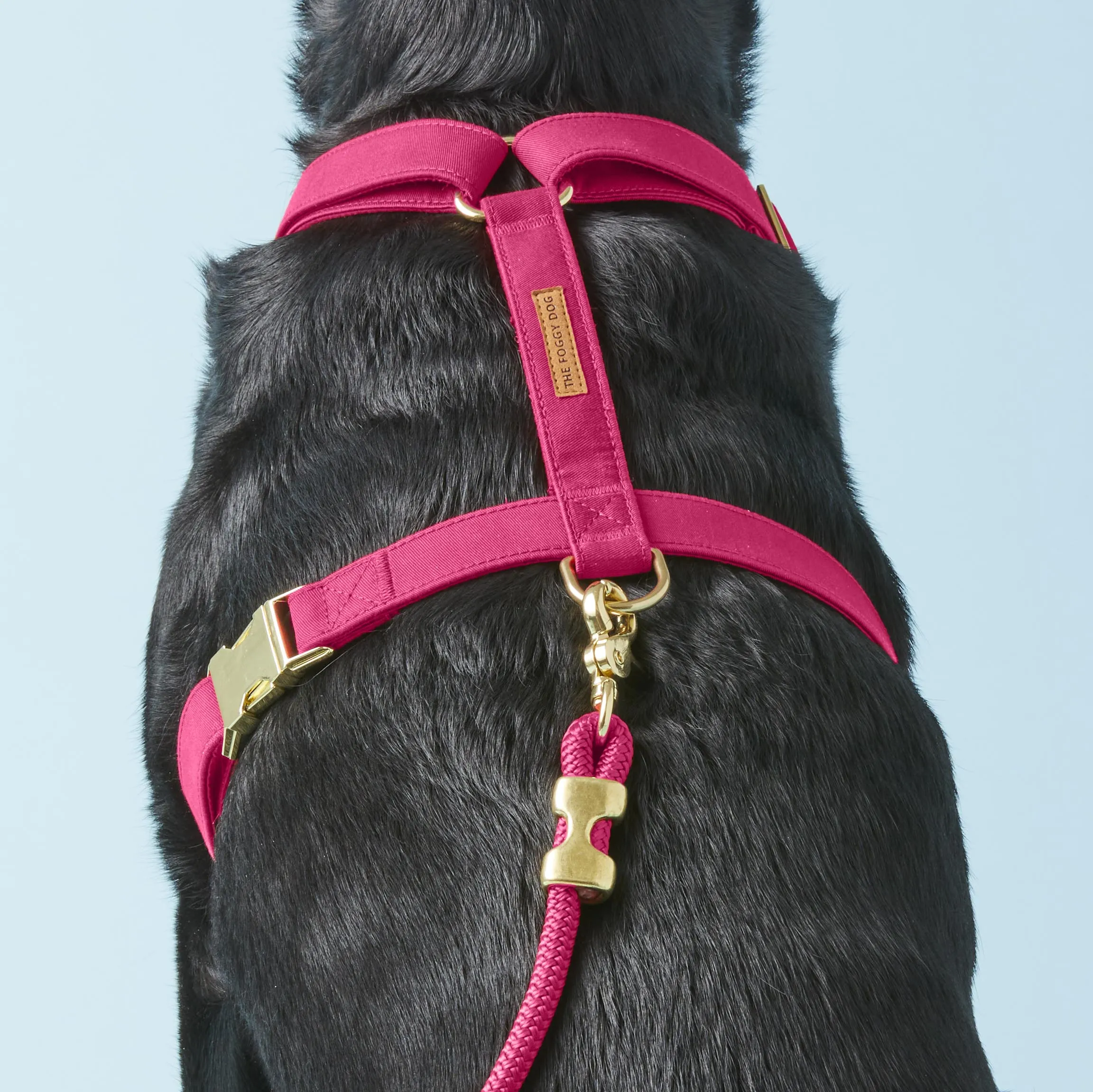 Hot Pink Harness Walk Set
