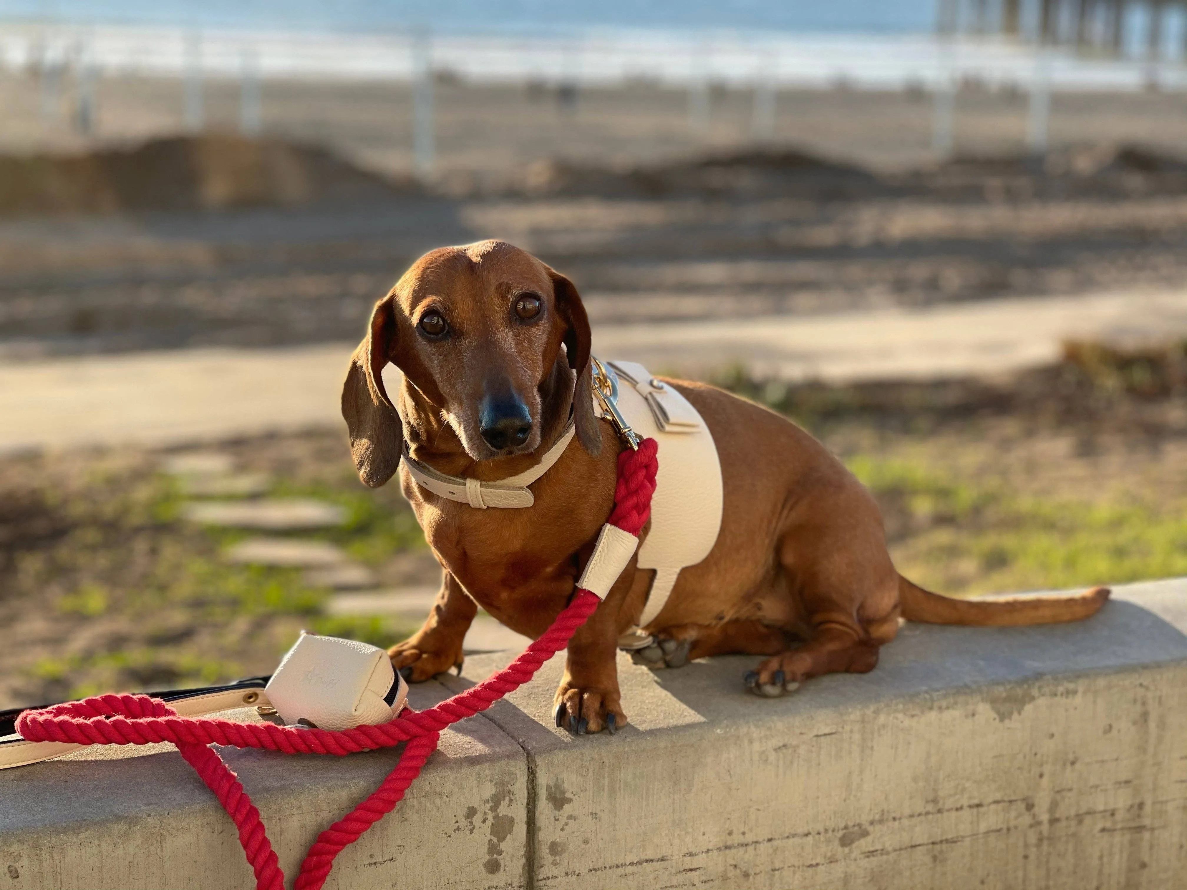 PoisePup - HARNESS - HOT MARINE