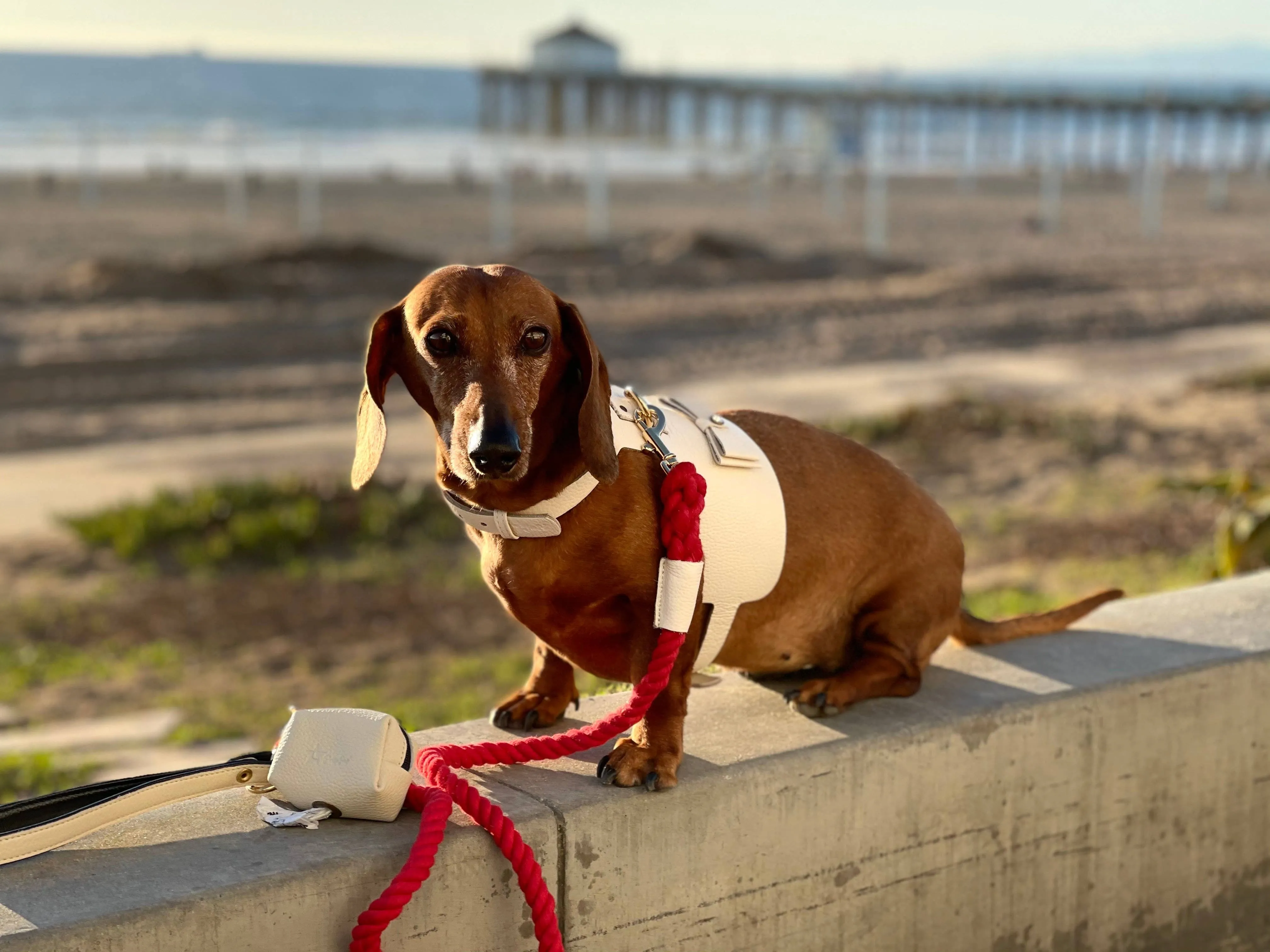 PoisePup - HARNESS - HOT MARINE