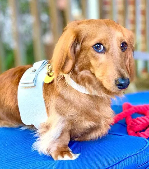 PoisePup - HARNESS - HOT MARINE